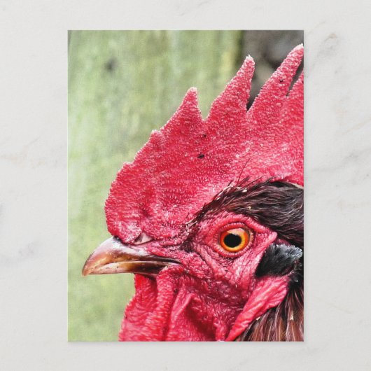 LANDBOUWDIEREN, ROOSTER BRIEFKAART (Voorkant)