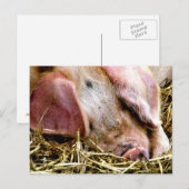 LANDBOUWDIEREN, VARKENS BRIEFKAART (Voorkant / Achterkant)