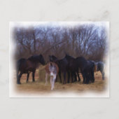 landbouwhuisdieren briefkaart (Voorkant)