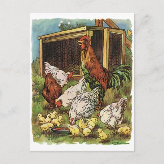  landbouwhuisdieren, rooster, kippen briefkaart (Voorkant)