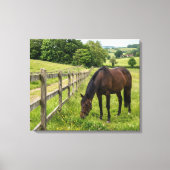 Landelijk Paard in de Weide Canvas Afdruk (Voorkant)