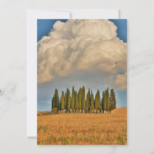 Landelijk Toscane cipressenbomen Bedankkaart (Voorkant)