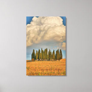 Landelijk Toscane cipressenbomen Canvas Afdruk