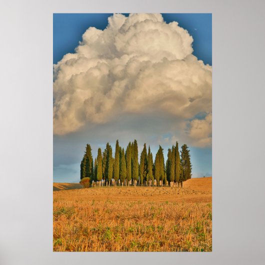 Landelijk Toscane cipressenbomen Poster (Voorkant)