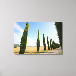 Landelijke beboste weg, Toscane Canvas Afdruk