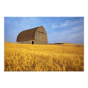 Landelijke oude schuur in rijp tarweveld in de 2 foto afdruk