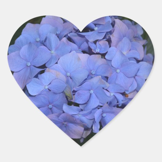 Landelijke Paarse Hydrangea macrophylla Hart Sticker (Voorkant)