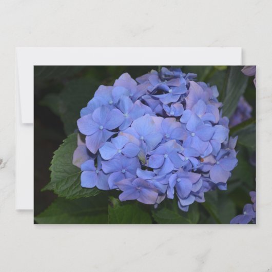 Landelijke Paarse Hydrangea macrophylla Kaart (Voorkant)