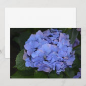 Landelijke Paarse Hydrangea macrophylla Kaart (Voorkant / Achterkant)