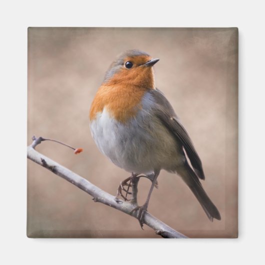 Landelijke Robin Magneet (Voorkant)