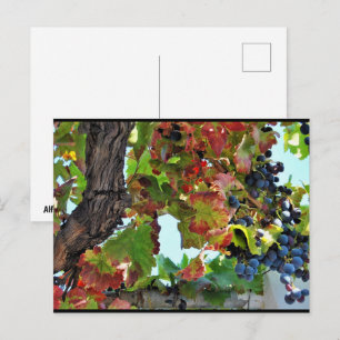 Landelijke rode druivenrank briefkaart