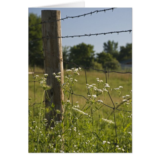 Landengestreepte Wire Fence Post en wilde bloemen (Voorkant)