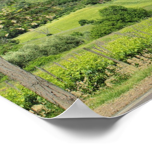 Landenstreep tussen cyperbomen in poster (Hoek)