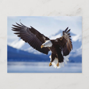 Landing Bald Eagle Briefkaart