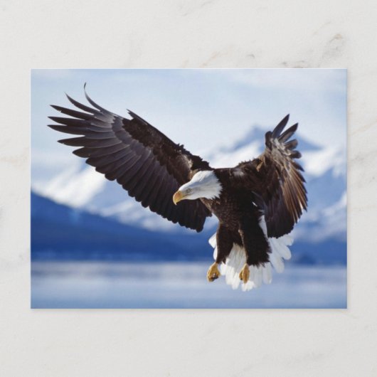 Landing Bald Eagle Briefkaart (Voorkant)
