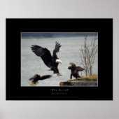 LANDING BALD EAGLE Foto Poster (Voorkant)