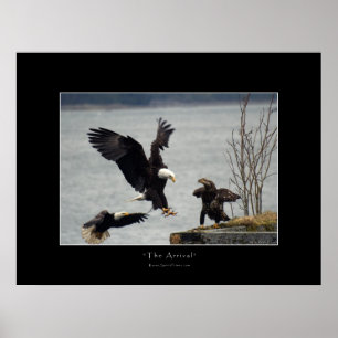 LANDING BALD EAGLE Foto Poster