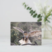 Landing Ferruginous Hawk Briefkaart (Staand voorkant)