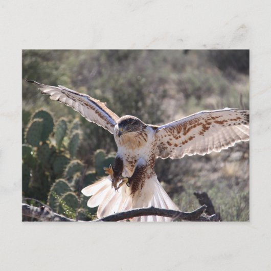Landing Ferruginous Hawk Briefkaart (Voorkant)