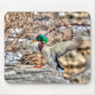 Landing Mallard Drake Wildlife Gift Muismat