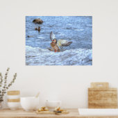 Landing Mallard Duck 3 Wildlife Foto Print (Keuken)