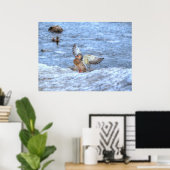 Landing Mallard Duck 3 Wildlife Foto Print (Thuiskantoor)