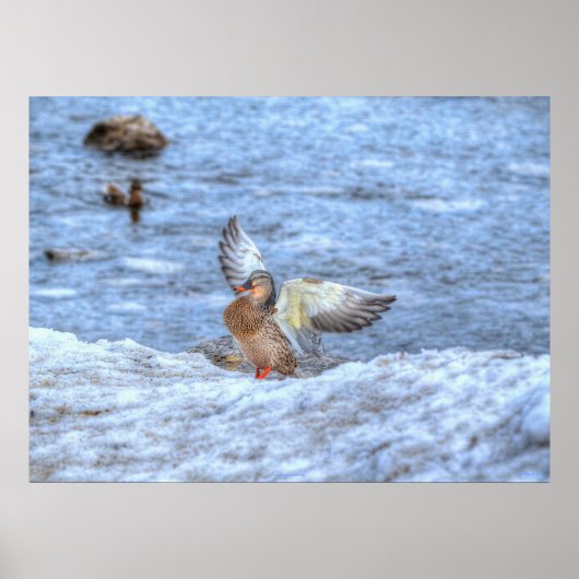 Landing Mallard Duck 3 Wildlife Foto Print (Voorkant)