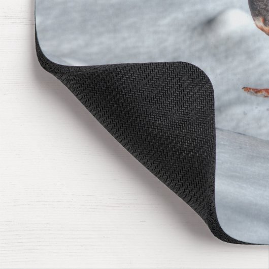 Landing Mallard Duck Drake Wildlife Foto Muismat (Hoek)