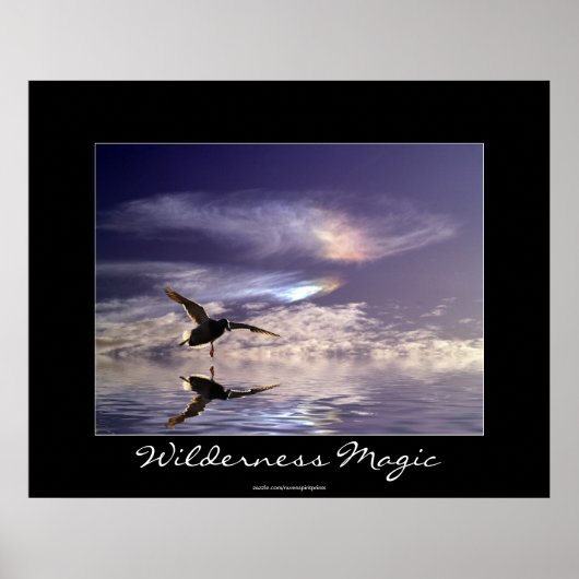 Landing Mallard Duck Wilderness Magic Foto afdrukk Poster (Voorkant)