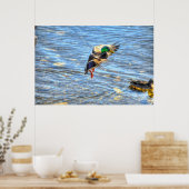 Landingsfoto Mallard Duck Drake II Wildlife Poster (Keuken)