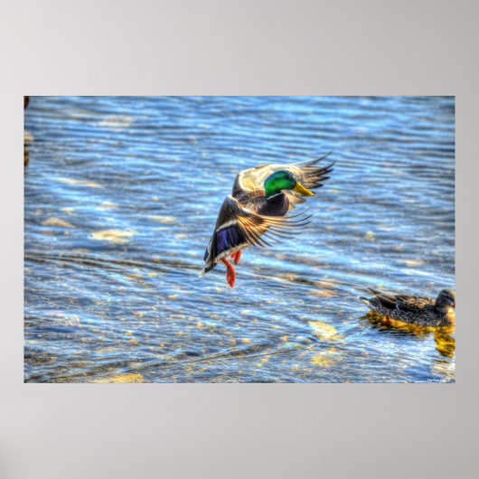 Landingsfoto Mallard Duck Drake II Wildlife Poster (Voorkant)