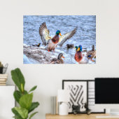 Landingsfoto Mallard Duck Drake Wildlife Poster (Thuiskantoor)