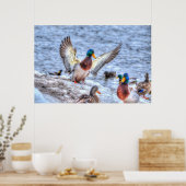 Landingsfoto Mallard Duck Drake Wildlife Poster (Keuken)