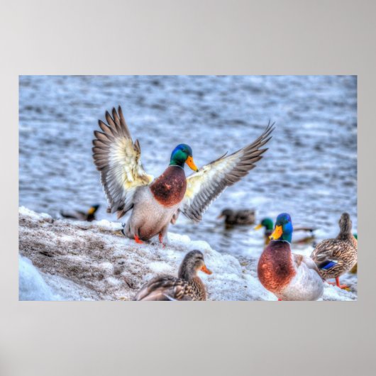 Landingsfoto Mallard Duck Drake Wildlife Poster (Voorkant)