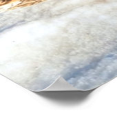 Landingsfoto Mallard Duck Drake Wildlife Poster (Hoek)