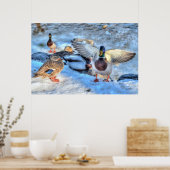 Landingsfoto Mallard Duck Drake Wildlife Poster (Keuken)