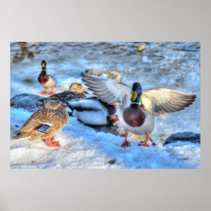 Landingsfoto Mallard Duck Drake Wildlife Poster