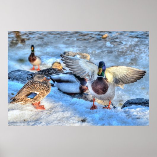 Landingsfoto Mallard Duck Drake Wildlife Poster (Voorkant)
