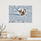 Landingsfoto Mallard Duck Wildlife Poster (Keuken)