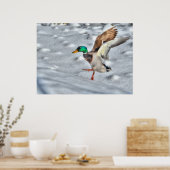 Landingsfoto Mallard Duck Wildlife Poster (Keuken)