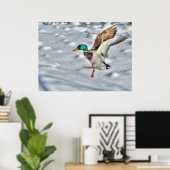 Landingsfoto Mallard Duck Wildlife Poster (Thuiskantoor)