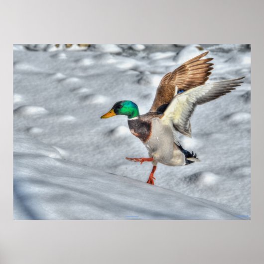 Landingsfoto Mallard Duck Wildlife Poster (Voorkant)
