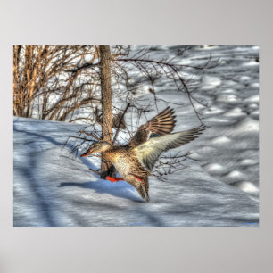 Landingsfoto Mallard Duck Wildlife Poster