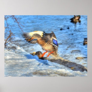 Landingsfoto Mallard Duck Wildlife Poster