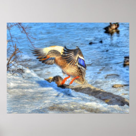 Landingsfoto Mallard Duck Wildlife Poster (Voorkant)