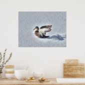 Landingsfoto Mallard Duck Wildlife Poster (Keuken)