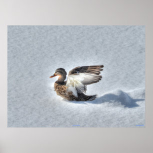 Landingsfoto Mallard Duck Wildlife Poster