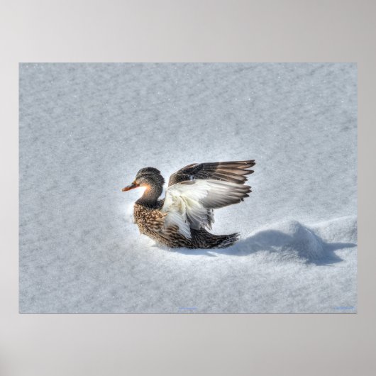 Landingsfoto Mallard Duck Wildlife Poster (Voorkant)