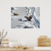 Landingsfoto Mallard Duck Wildlife Poster (Keuken)
