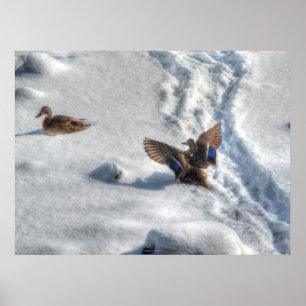 Landingsfoto Mallard Duck Wildlife Poster